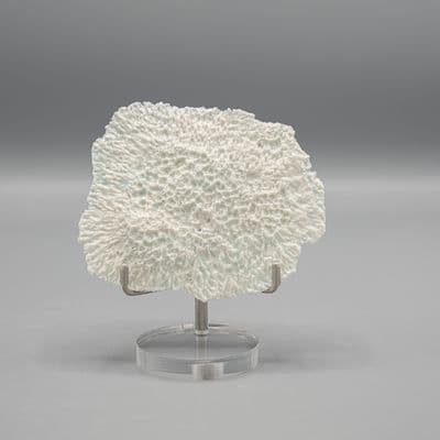 Koraalsculptuur